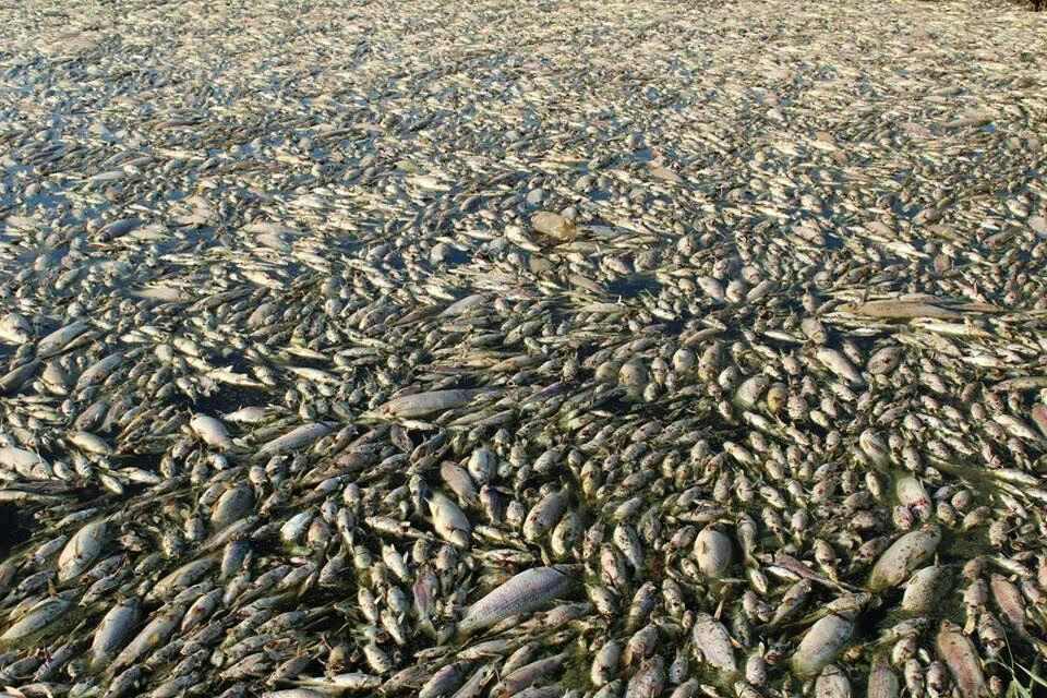 Массовая гибель рыбы из-за ВЦВ