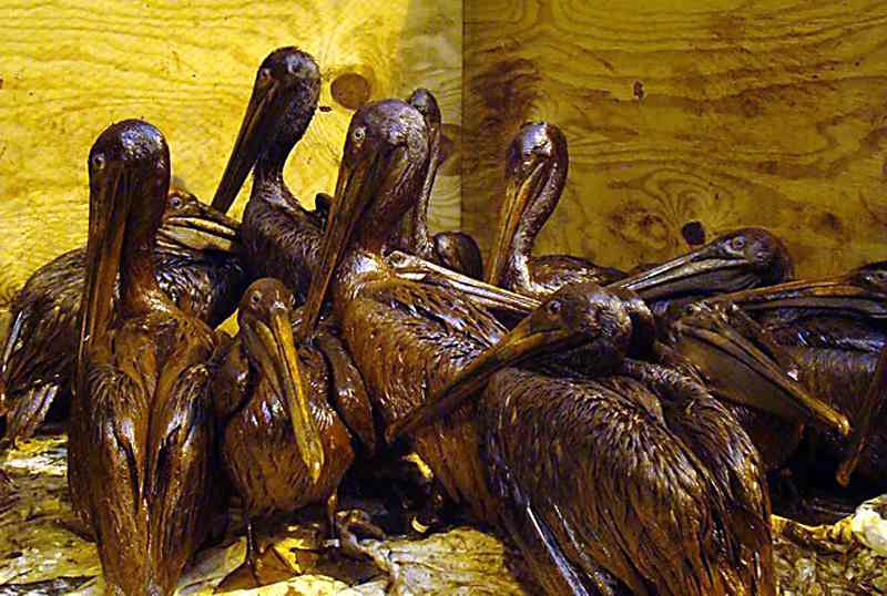 Пеликаны, измазанные нефтью