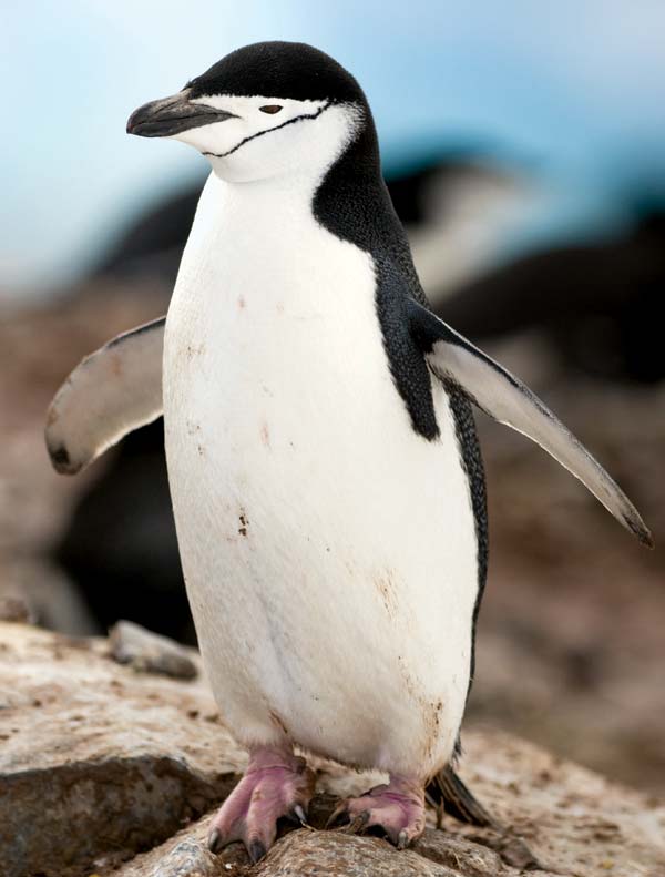 Chinstrap-penguin