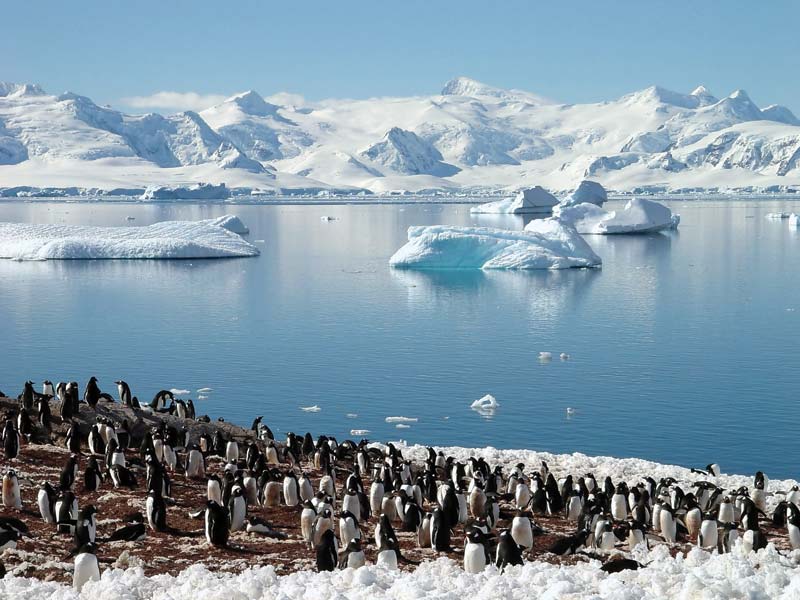 Chinstrap-penguins