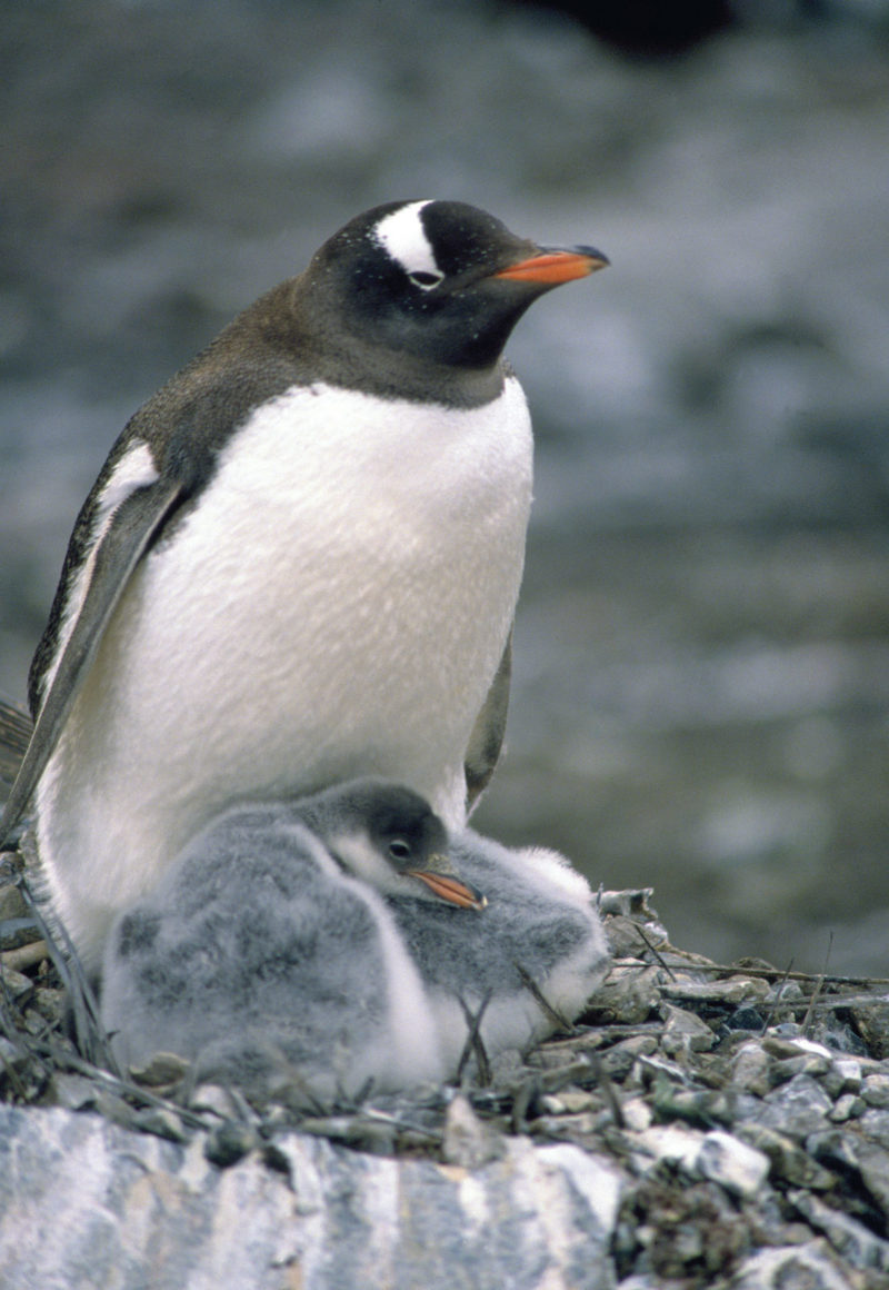 Gentoo-penguin-chicks