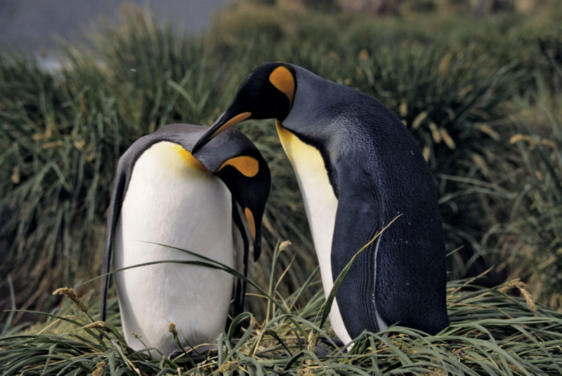 King-penguins