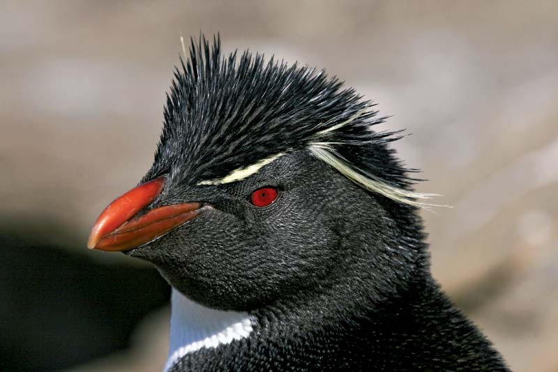 rockhopper-penguin