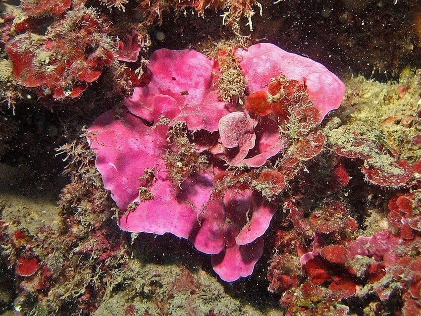 Коралловые водоросли